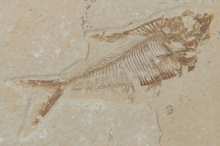 Fossil Fish (Diplomystus) - Wyoming #210094